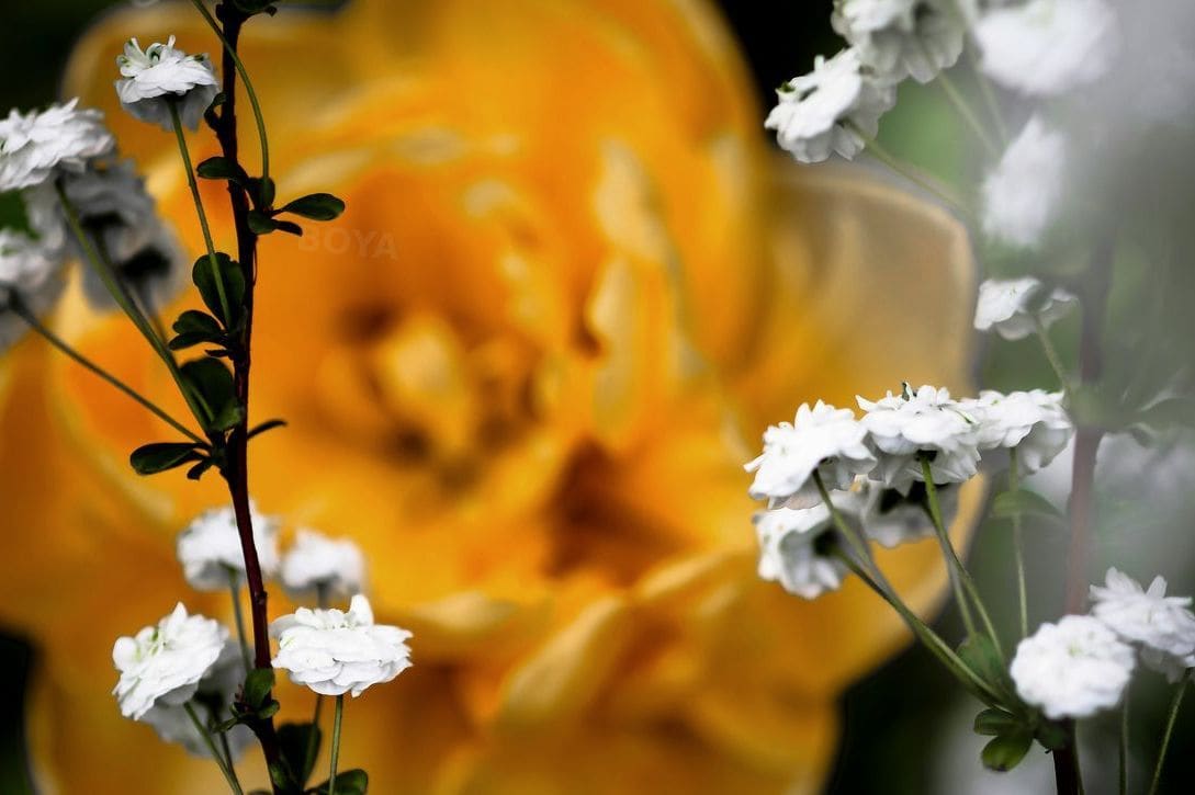 Prendre soin de ses fleurs après l’achat